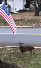 Reader Cathy Rogers of Monroe shared this photo she took: “As I was looking out my window last night I saw this deer. He stopped, looked at the flag, put his head down and then put it back up and he was just looking at the flag. It was simply amazing and beautiful to see.”