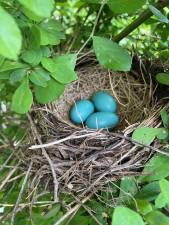Janet Knight shared this photo of a bluebird’s nest she discovered early one evening in some shrubs on her property. “Welcome spring,” she said.