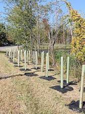 On Tuesday, Oct. 1, more than a dozen volunteers assisted the Town of Monroe in planting 130 trees in the area of Mombasha Pond.