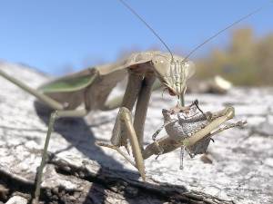 Rocco Manno of Warwick shared this prehistoric looking photo of a Praying Mantis eating a stink bug. As he tells the story: I was splitting firewood Monday when this guy kept showing up. After several times moving him around I came upon him this time eating lunch! He has a stink bug in his hands like a sandwich.