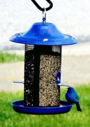 Meryl Simonson shared this photo taken at her home in Monroe earlier this month. Found this fella at our feeder on 5/14, she wrote. He came multiple times during the day but haven't seen him since. He must have taken a break from his trip up north. Amazing to see.