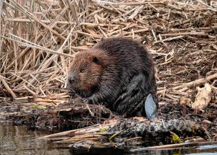 The town of Woodbury is looking for a way to deal with beavers like this one.