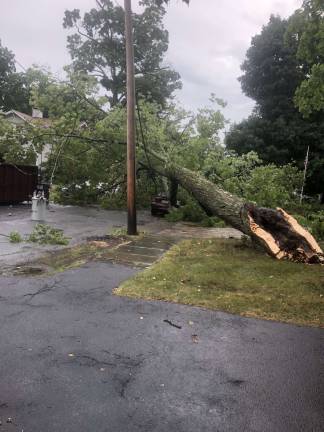 Photo courtesy of Larry Miri Tree down on Third Street in the Village of Warwick