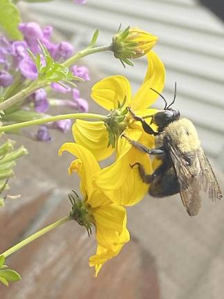 Karen Gagliardi of Monroe shared this photo of a bee feasting on flowers from a hanging basket in her backyard.