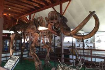 Museum Village in Monroe has Harry, one of three three complete mastodon specimens in the world, on permanent display. Mastodons were extinct elephant-like mammals who roamed the earth until about 10,000 years ago.