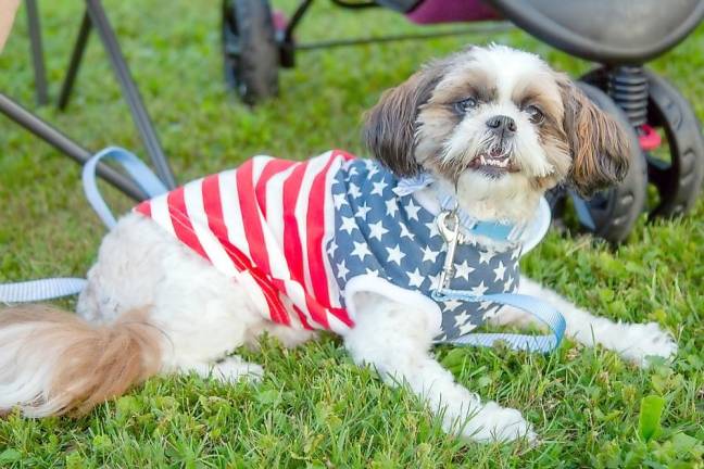 The Fourth of July is for wearing the American colors, including on Abby.