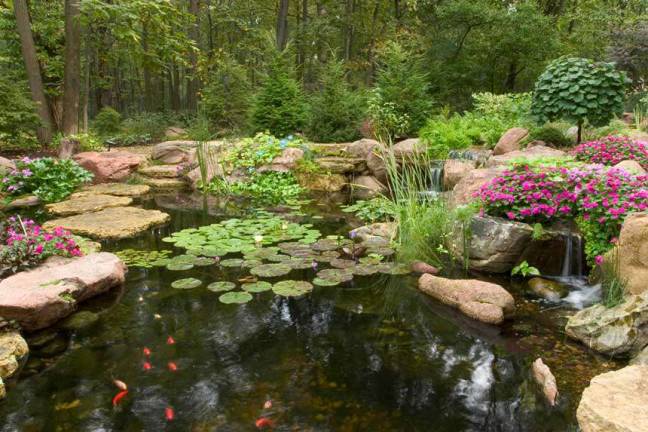 How Much Does A Koi Pond Or Water Garden Cost