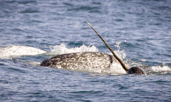 A narwhal