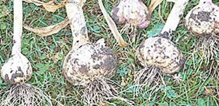 Learn how to grow great garlic via a Zoom gardening class on Wednesday, Aug. 19.