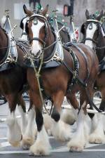 The Budweiser Clydesdales