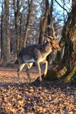 Rebates for hunters purchasing lead-free ammunition