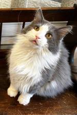 Meet GW
