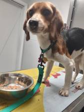 Stevie eats a hearty meal after coming home.