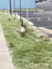 Goose culling shot down, options hatch at Tuxedo Park hearing