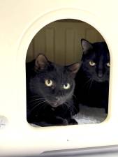 L-R: Peanut and Elby.