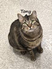 Meet Tony