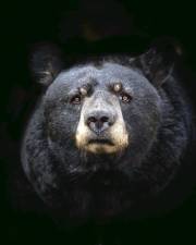 Photo of a black bear by Marc-Olivier Jodoin on Unsplash.