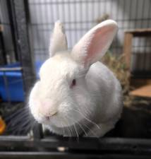 #108! is a 1-2 year old large White New Zealand male rabbit. Photo provided by the Warwick Valley Humane Society.