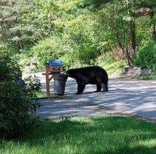 “This was taken outside our home in West Milford right after garbage pickup. Apparently he wanted to make sure they didn’t forget any scraps!” - Kimberly M.