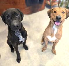 Meet Dante &amp; Damian