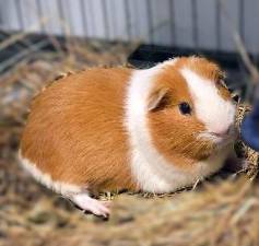 Meet Pudge