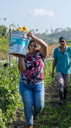 Orfelina Portillo carries harvested produce.