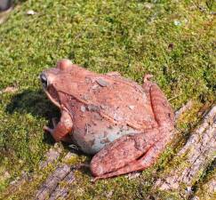 Female wood frog.