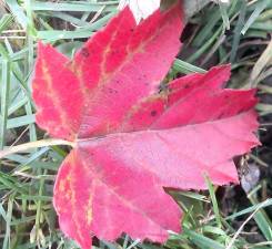 Leaf collection in Town of Monroe