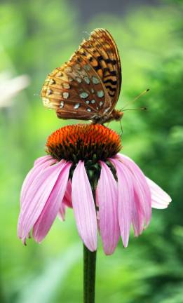 This pruple coneflower provides a perfect resting place for this great spangled fritillary.