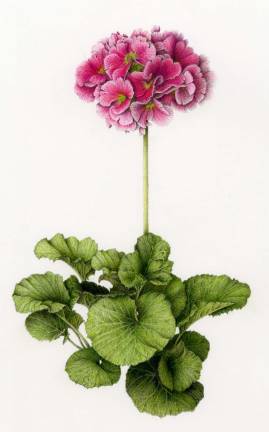 Primula Obconica: watercolor pencil and color pencil by James Douglas Milne.