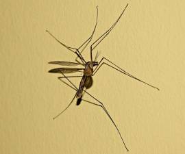 Mosquitoes carrying West Nile Virus found in Goshen