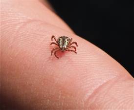 American dog tick (Dermacentor variabilis). (Photo by Jerry Kirkhart via commons.wikimedia.org)