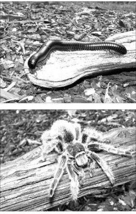 Jeepers, Creepers and Crawlers' invades museum