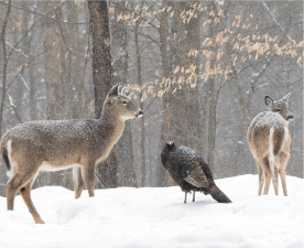 This local winter scene by photographer Bob Breese took an honorable mention in the Art Photo category. Photo: Robert Breese.