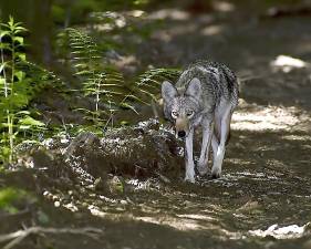 Coyotes are breeding and preparing for pups now.