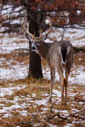 Don’t feed the deer