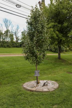Survivor Tree at the Vernon Township Municipal Center was planted as a living memorial to the three residents who perished in the terrorist attacks. In 2023, Vernon received this seedling from the 9/11 Survivor Tree, a severely damaged Callery pear tree discovered at Ground Zero in New York City in October 2001. Photos by Aja Brandt.