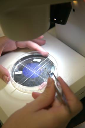 SUNY Orange has been studying mosquitos for decades