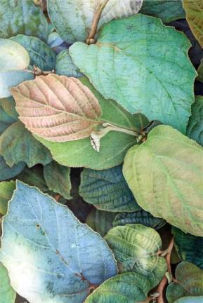 Blue Shadow Fothergilla: watercolor pencil and color pencil by James Douglas Milne.