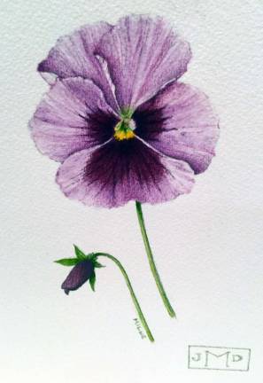 Lilac Pansy: watercolor pencil and color pencil by James Douglas Milne.