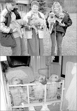 Broken Down Dogs rescues puppies from New Orleans