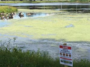 The Villageof Monroe has been advised by the Department of Environmental Conservation that an algae bloom currently exists in pockets of the Millponds