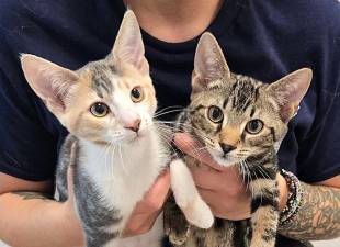 Meet Joanne and Chip