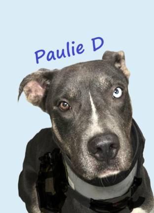 Meet Paulie D