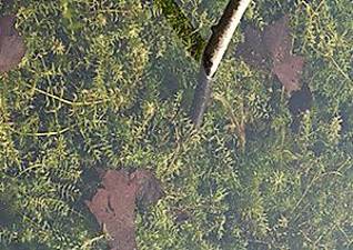 Hydrilla