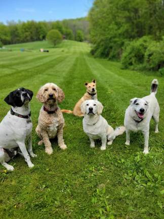 Pups at Wantage Dog Park. Photo: Jeremy Hubbard