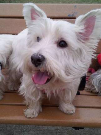 What should you do if your dog doesn’t like your date?