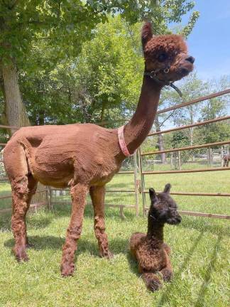 Local food, crafts and alpacas among Hudson Valley Farm and Flea features at Museum Village