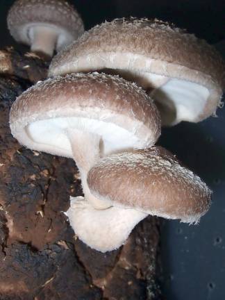 Cornell Cooperative Extension will hold a program on Shiitake Mushroom Cultivation via Zoom on Tuesday, Feb. 9, from 7 to 8:30 p.m. Shiitake mushrooms. Photo credit: Wikipedia.