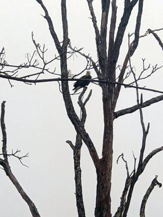 Bald Eagle connection in Mombasha Park